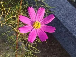 緊急地震騒動