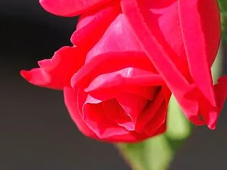 薔薇