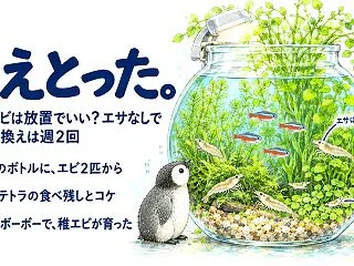 ボトルアクアリウムのエビは放置でいい？エ…