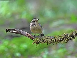 オオルリ幼鳥