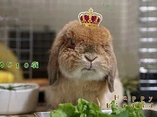 まめじ10歳