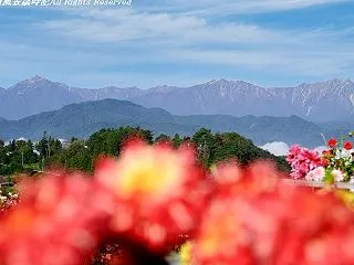 天空の花園～大岡ひなたダリア園（その２）
