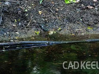野鳥の撮影 -ヤブサメ- 260601