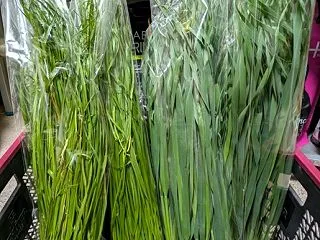 イタリアンライグラスとオーツヘイ