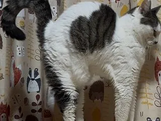 奮起！たくさんの猫を養っています