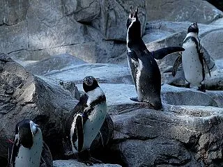 熱唱