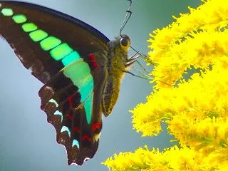 セイタカアワダチソウのアオスジアゲハ