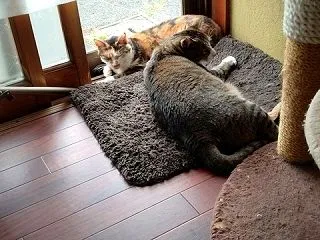 ワクチン接種・毒を以て毒を制す ９３歳に…