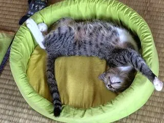 お掃除ロボット化した はる猫