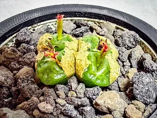 コノフィツム・四角アンゲリカエを植え替え…