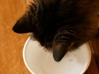 僕のお水、汚れてる・・・