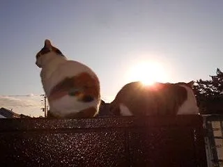猫に小判を与えたら。 埋蔵金：弐千拾弐両…