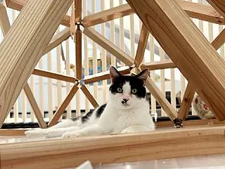 里親さんを待ってる猫たち(10/16)
