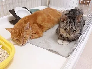 【ケージレストのその後】妹猫が心配でケー…