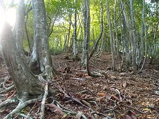 西斜面から
