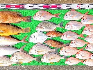 2026年10月16日 釣果