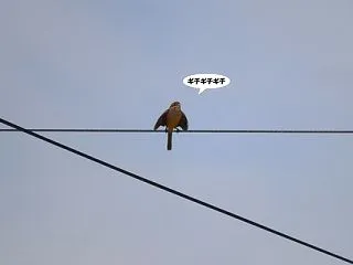 かわいい威嚇
