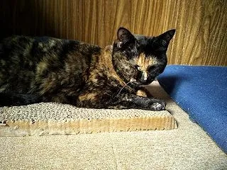 ティーちゃん、６歳……？