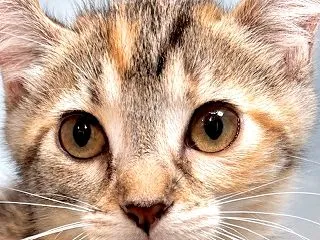 里親募集中♪メスのフロリダちゃん