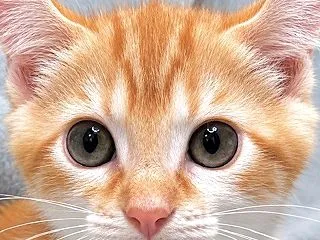 里親募集中♪オスのテキサスくん