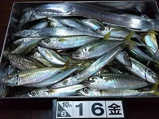寝坊しても行ってよかった！ 延べ竿で楽し…
