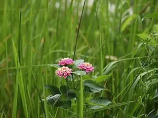 愛らしい小さな花！