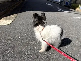 ソロが流行り？