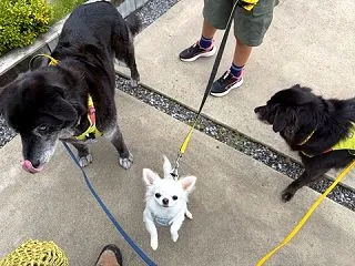 パーティーも一応やったよ