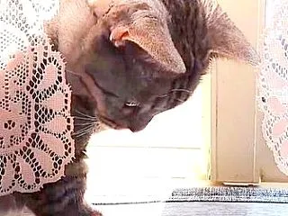 クモを執拗に追いかけたい猫たち