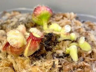セファロタス成長記録=2026/10月1…