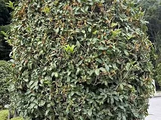 〈野山さんぽ ワクワク発見隊〉隊員報告@…