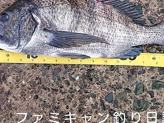 久しぶりの泳がせ釣り｜泳がせ釣りでまさか…