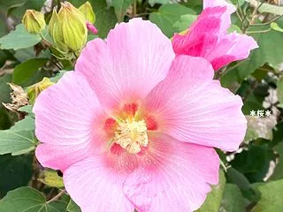 芙蓉の花＆緊急地震速報他♪(^_^｡)