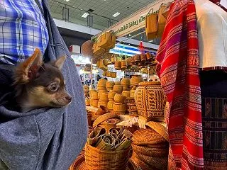 その後のペニーさん