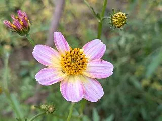 大切と手を掛け過ぎる花