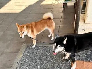 柴距離