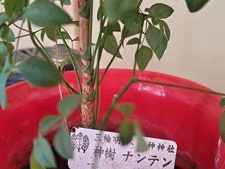 大神神社の三輪山には登ってはいけない？