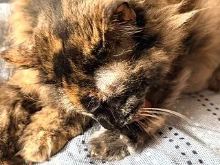 猫ならぬ寝子...な、べべたん