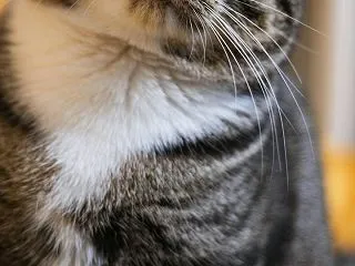 「fat cat」の意味とは？「金持ちで…