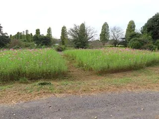 つぼみがたくさん