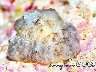 カワハダウミウシ｜沖縄本島ボートダイビン…