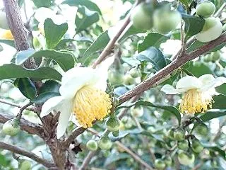 香りも良いです
