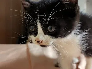カビカビでした、、、 ～保護した子猫の真…
