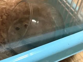 きなちゃん、砂浴び場がお気に入り♥️