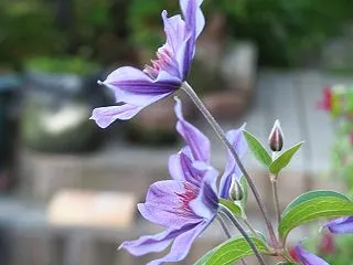 「花写真と人物写真がつながった、意外なき…