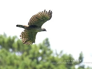 北湖畔のクマタカ