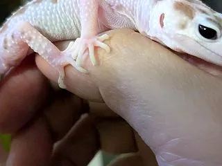 フィロデンドロンにも興味が・・・。