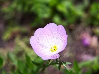 大阪市の日常の花や小動物、虫等色々をカメ…