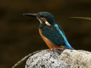 カワセミ