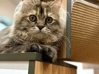 あかりちゃん避妊手術終了